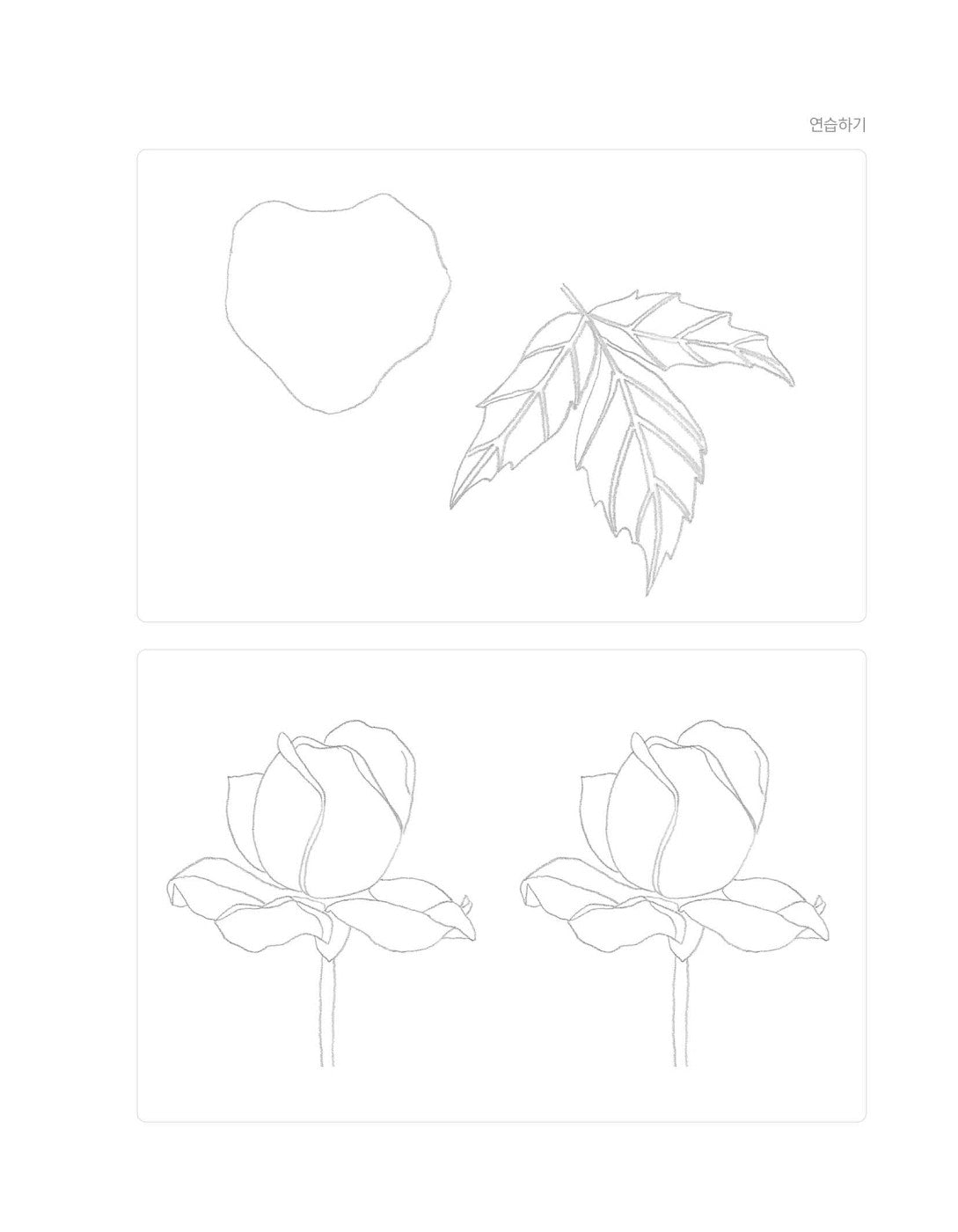 Rose Garden - Korean Botanical Art Coloring Book